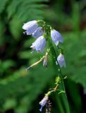 Adenophora liliifolia. Соцветие. Челябинская обл., Верхнеуфалейский гор. округ, гора Аракуль, ≈ 500 м н.у.м., опушка сосново-берёзового леса. 02.08.2019.