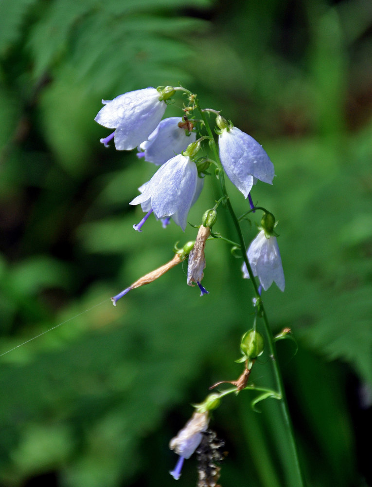 Изображение особи Adenophora liliifolia.