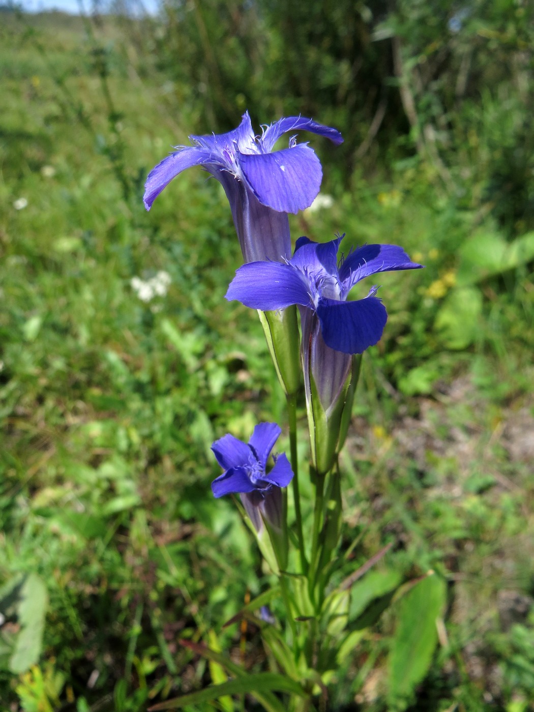 Image of Gentianopsis barbata specimen.