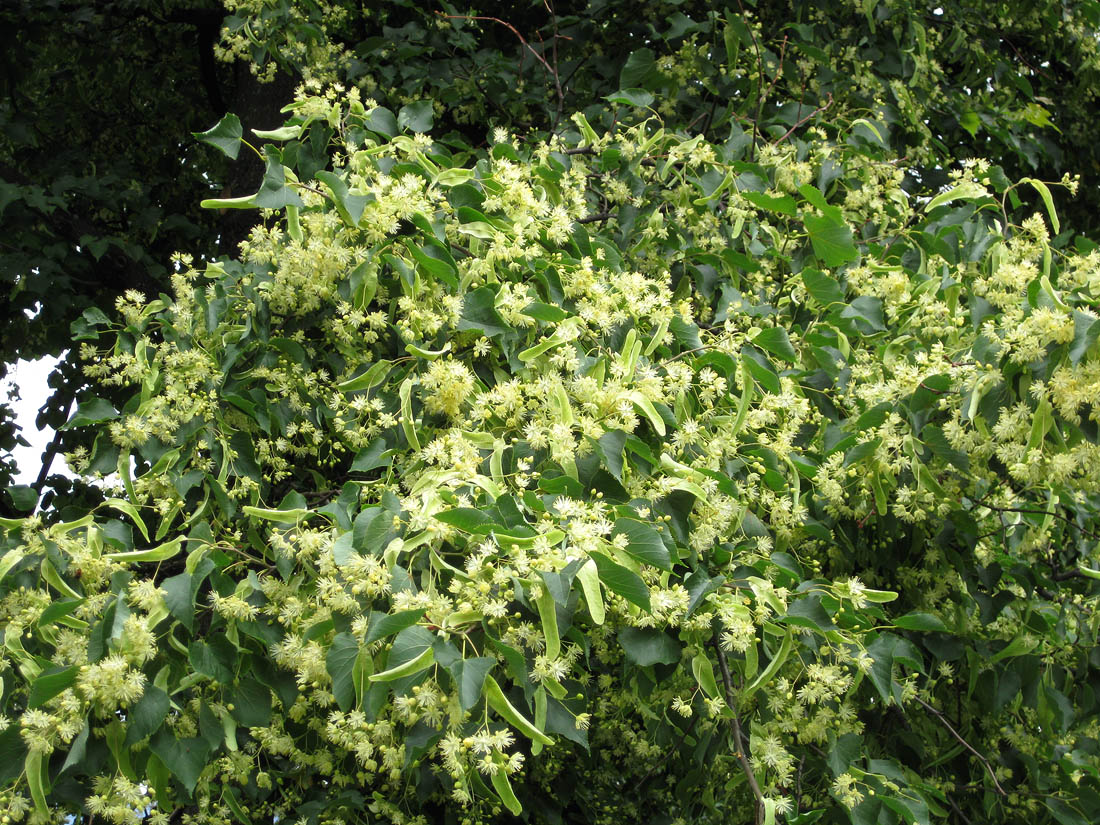 Image of genus Tilia specimen.