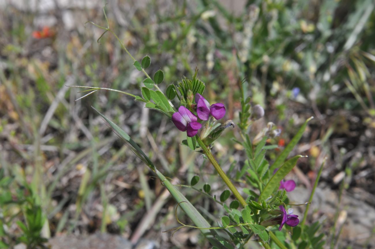 Изображение особи род Vicia.