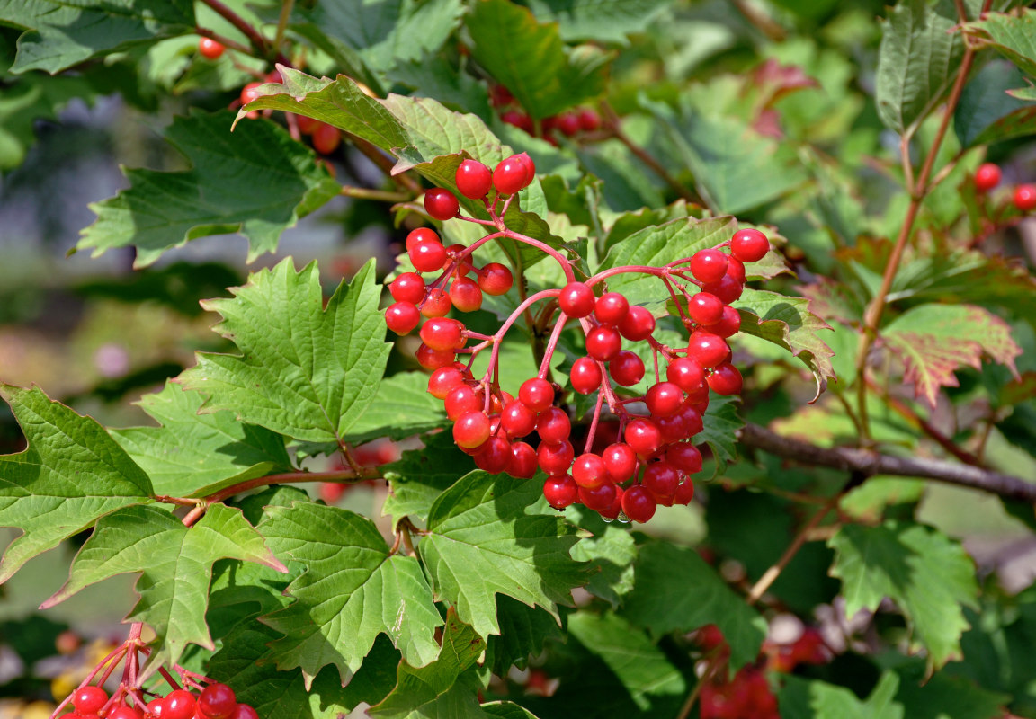 Image of Viburnum opulus specimen.