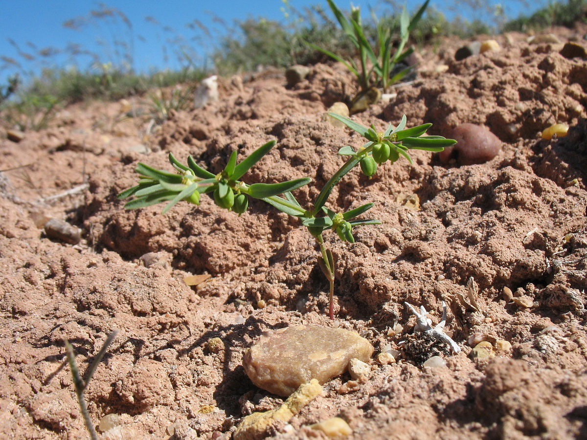 Image of Euphorbia sororia specimen.