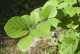 Fothergilla major. Ветвь. Санкт-Петербург, Ботанический сад БИН РАН, в культуре. 05.06.2019.