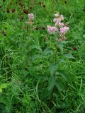 Spiraea salicifolia