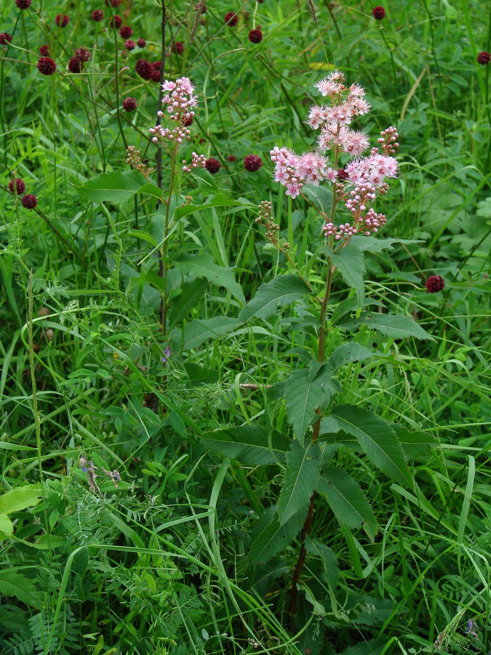 Image of Spiraea salicifolia specimen.