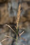 genus Puccinellia. Верхушка побега с соцветием. Краснодарский край, Пшадский сельский округ, окр. с. Криница, каменистый пляж. 23.08.2019.