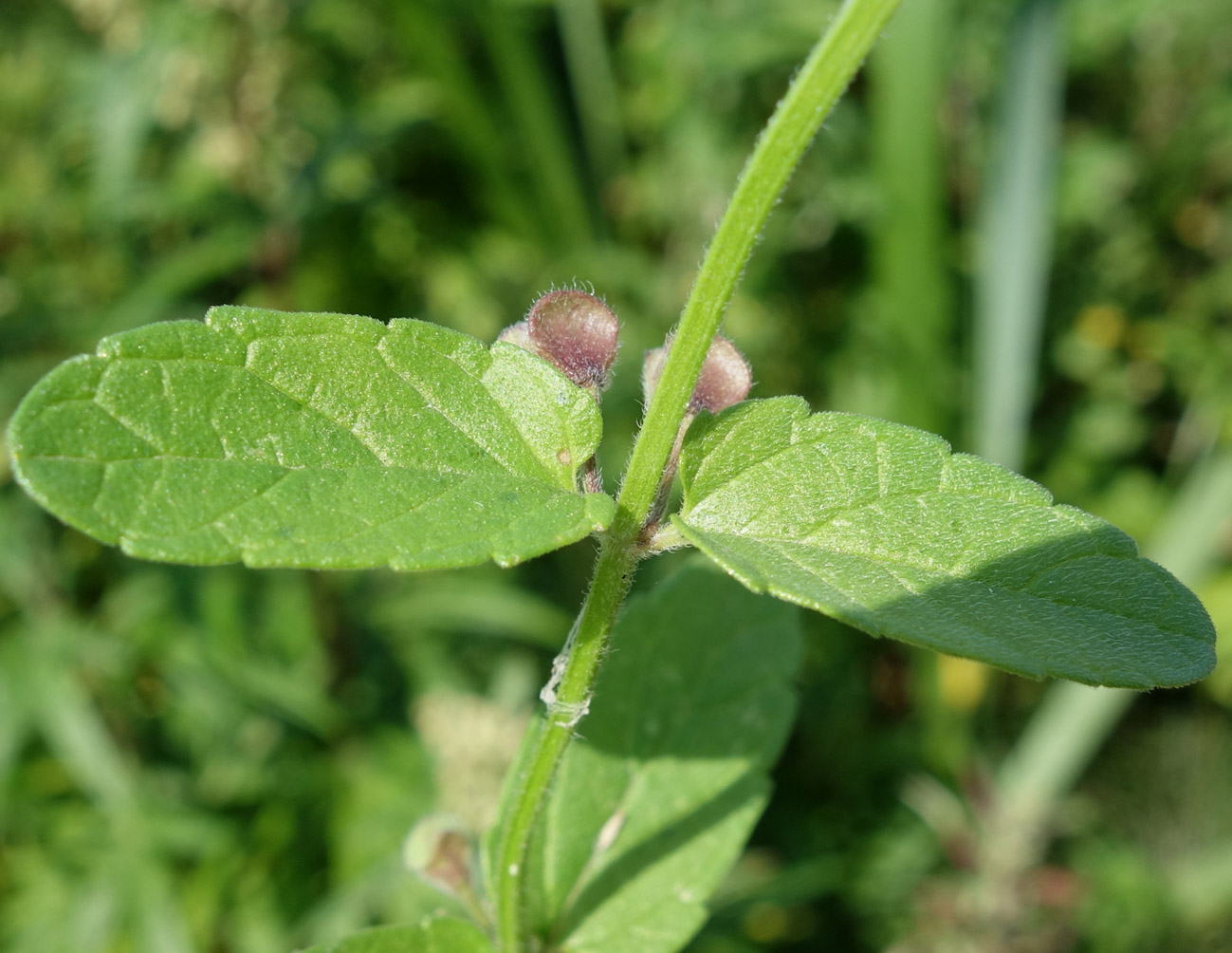 Image of Scutellaria strigillosa specimen.