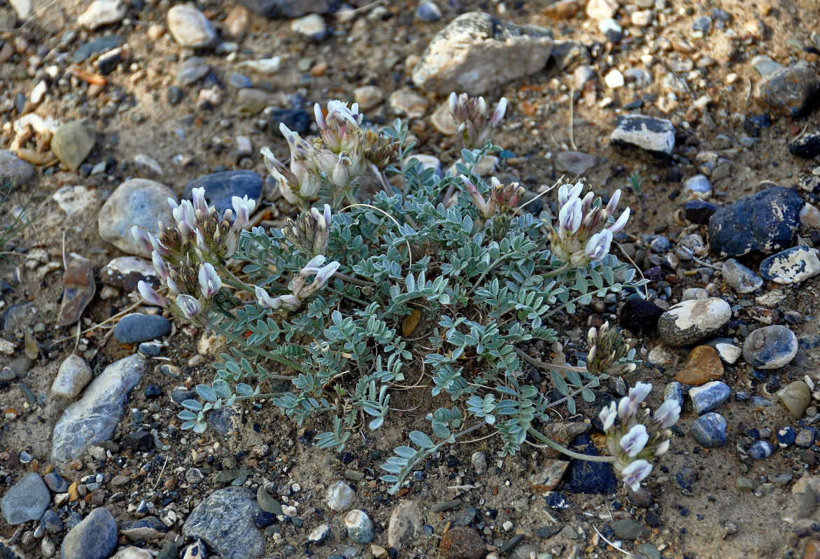 Изображение особи Astragalus dilutus.