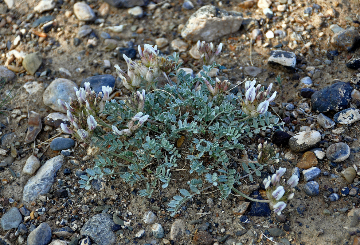 Image of Astragalus dilutus specimen.