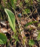 Erythronium sibiricum