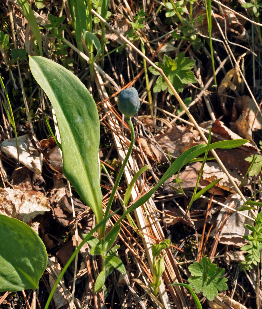 Изображение особи Erythronium sibiricum.