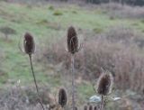 Dipsacus fullonum. Сухие прошлогодние побеги с соплодиями. Великобритания, Англия, парк \"Landscape Garden\". 21.01.2019.