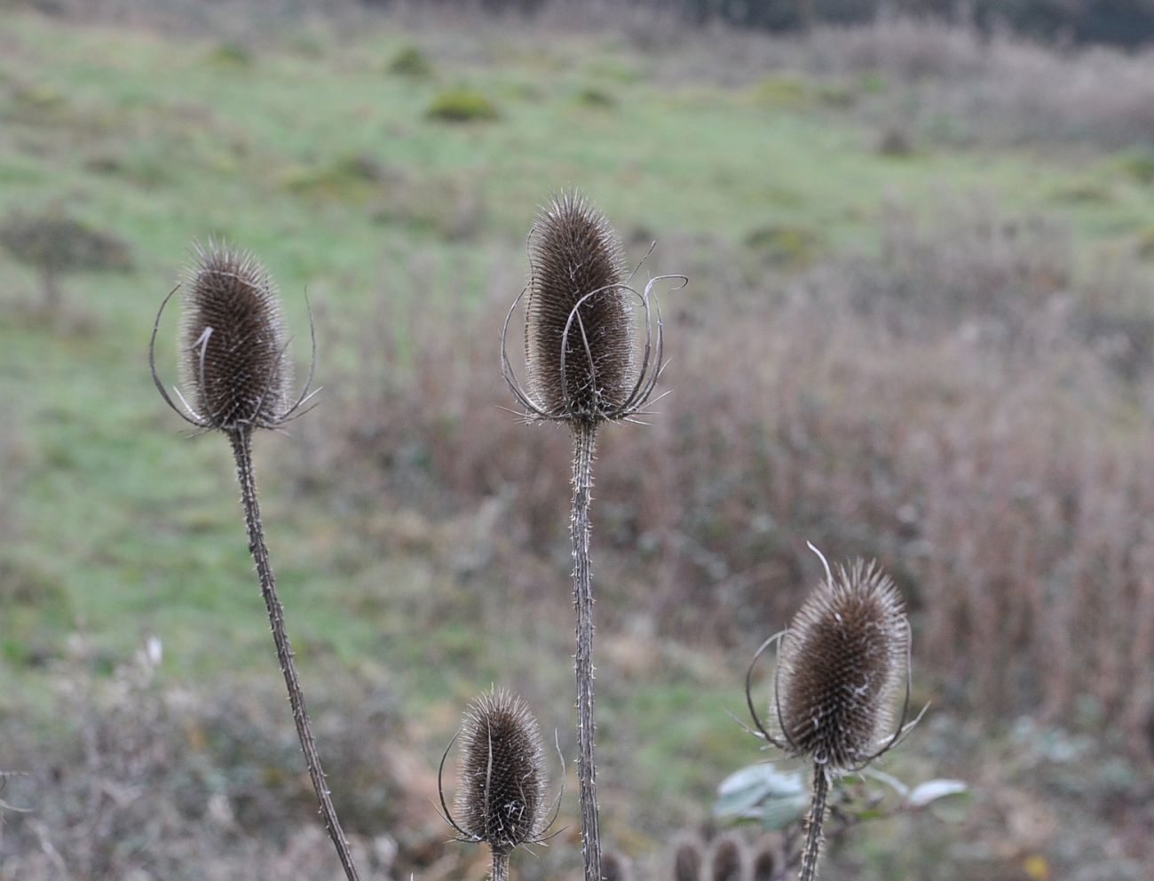 Изображение особи Dipsacus fullonum.