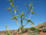 Lappula spinocarpos