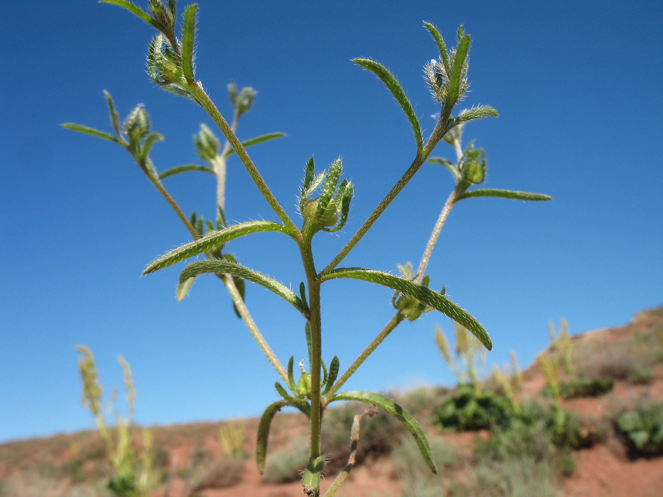 Image of Lappula spinocarpos specimen.