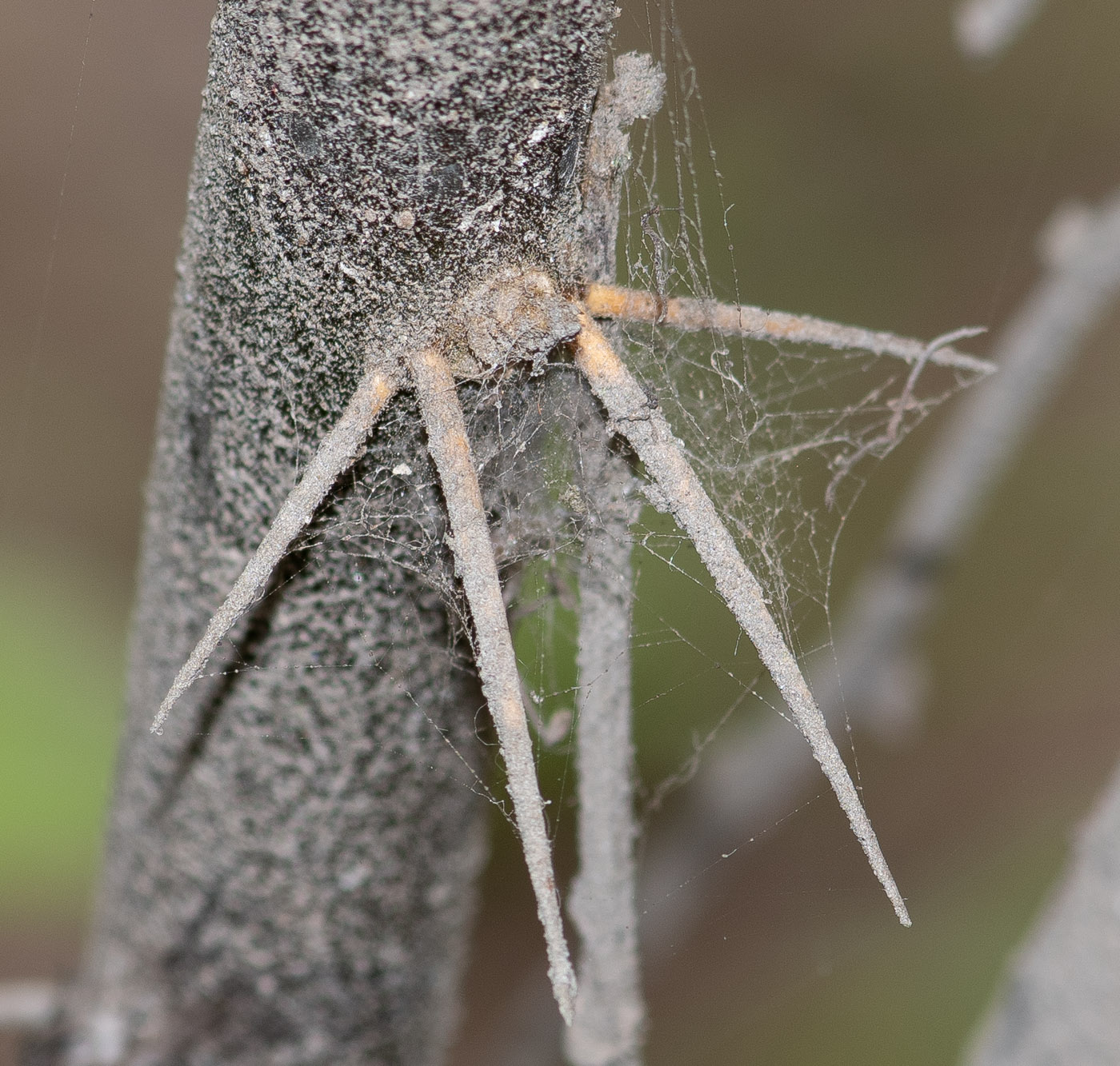 Image of Barnadesia dombeyana specimen.