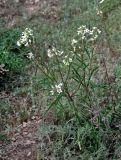 Erysimum leucanthemum. Цветущее растение. Астраханская обл., Богдинско-Баскунчакский заповедник, гора Большое Богдо, сухой степной склон. 01.05.2019.