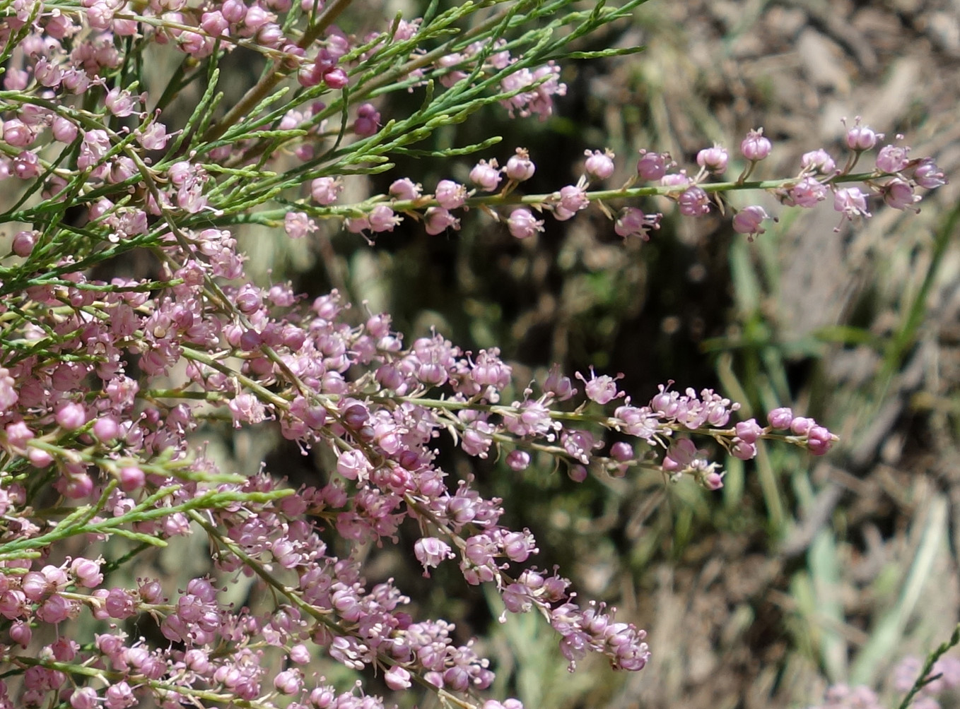 Image of Tamarix ramosissima specimen.