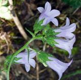 Campanula praealta