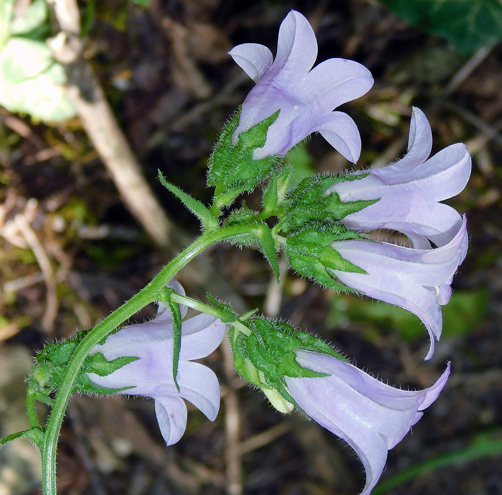 Изображение особи Campanula praealta.