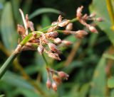 Schoenoplectus lacustris. Соплодие. Башкортостан, Бурзянский р-н. 09.08.2010.