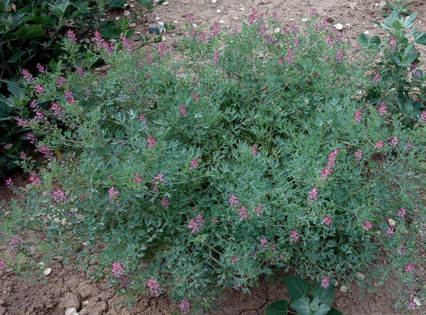 Image of Fumaria vaillantii specimen.