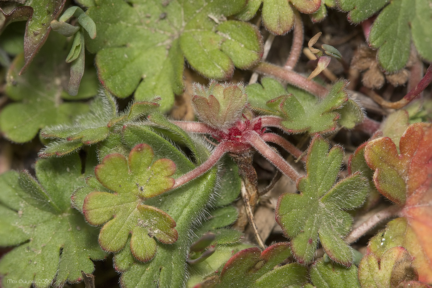 Изображение особи род Geranium.