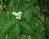 Sorbus aucuparia