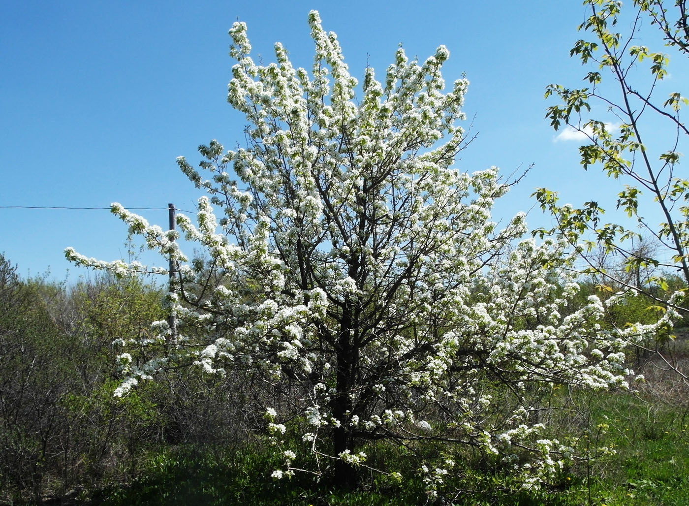 Изображение особи Pyrus communis.