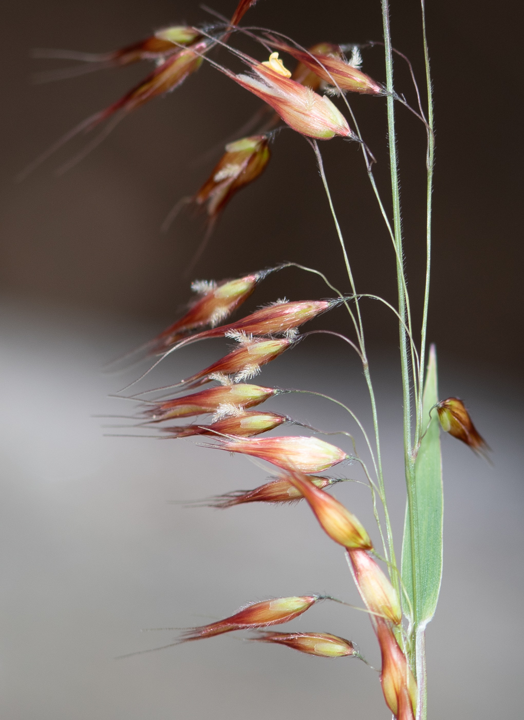 Image of Melinis repens specimen.