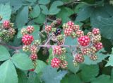 Rubus sanctus