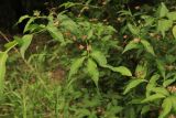 Euonymus verrucosus