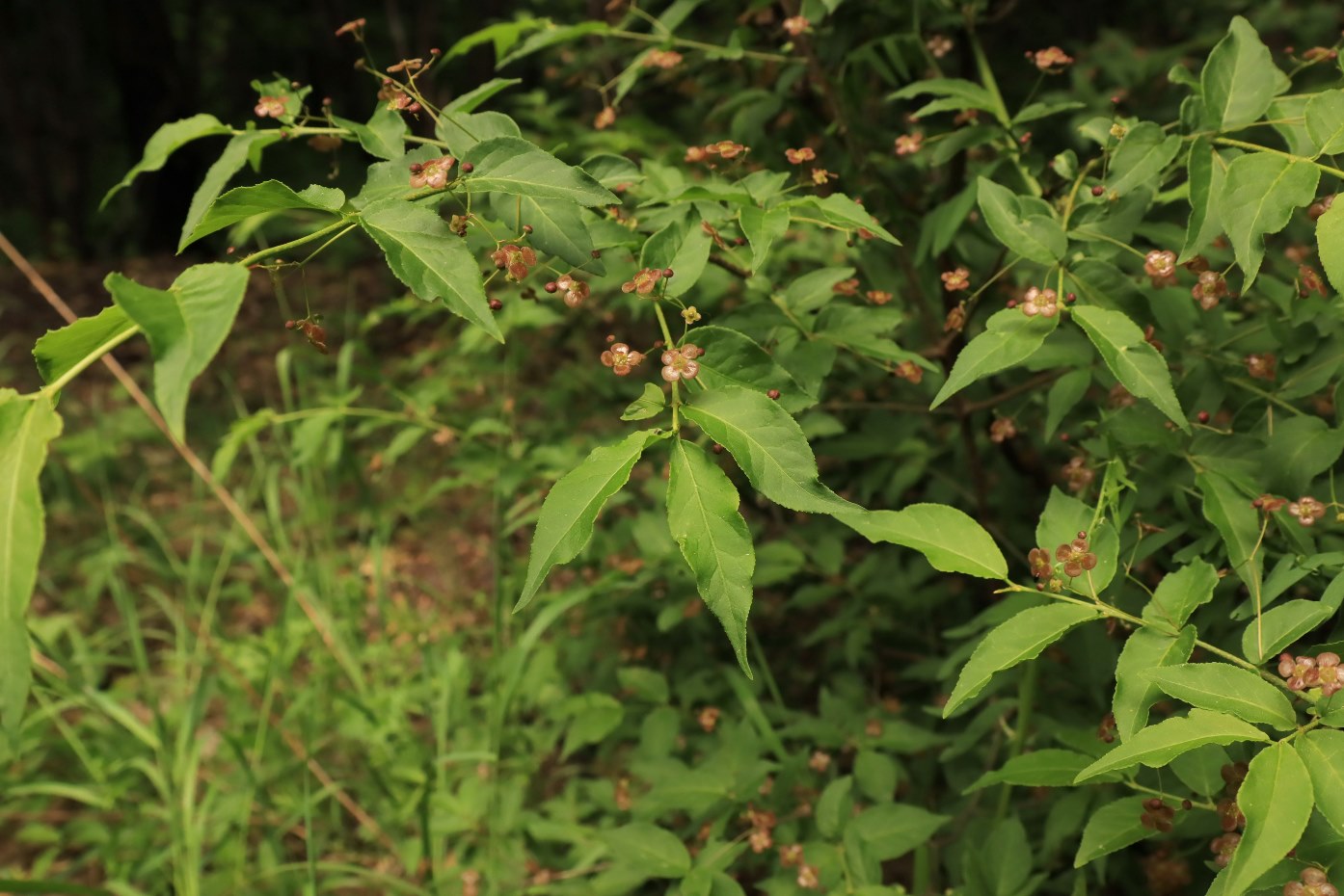 Image of Euonymus verrucosus specimen.