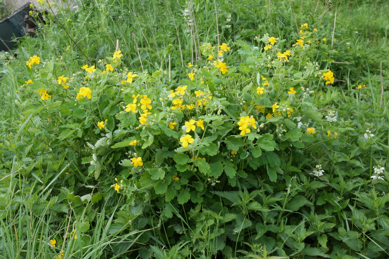 Изображение особи Chelidonium majus.