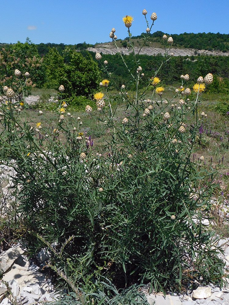 Image of Centaurea orientalis specimen.