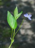 Viola ruppii