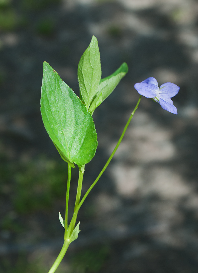 Изображение особи Viola ruppii.