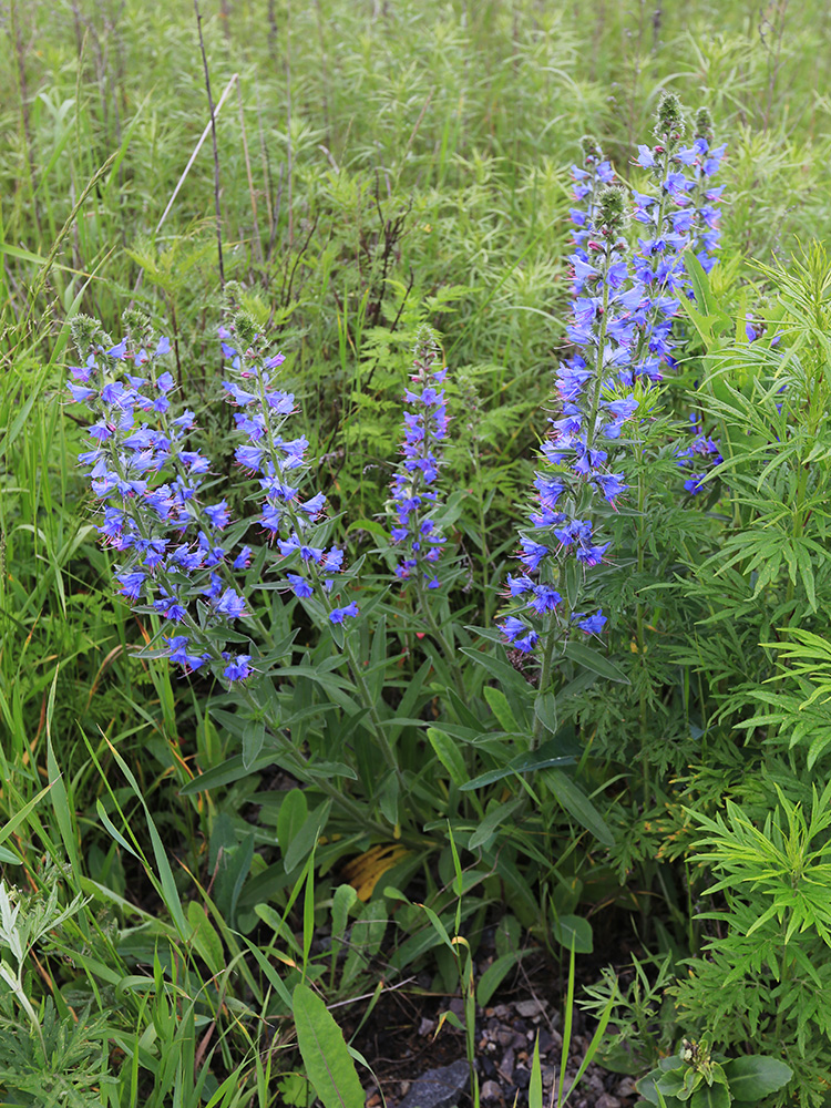 Изображение особи Echium vulgare.