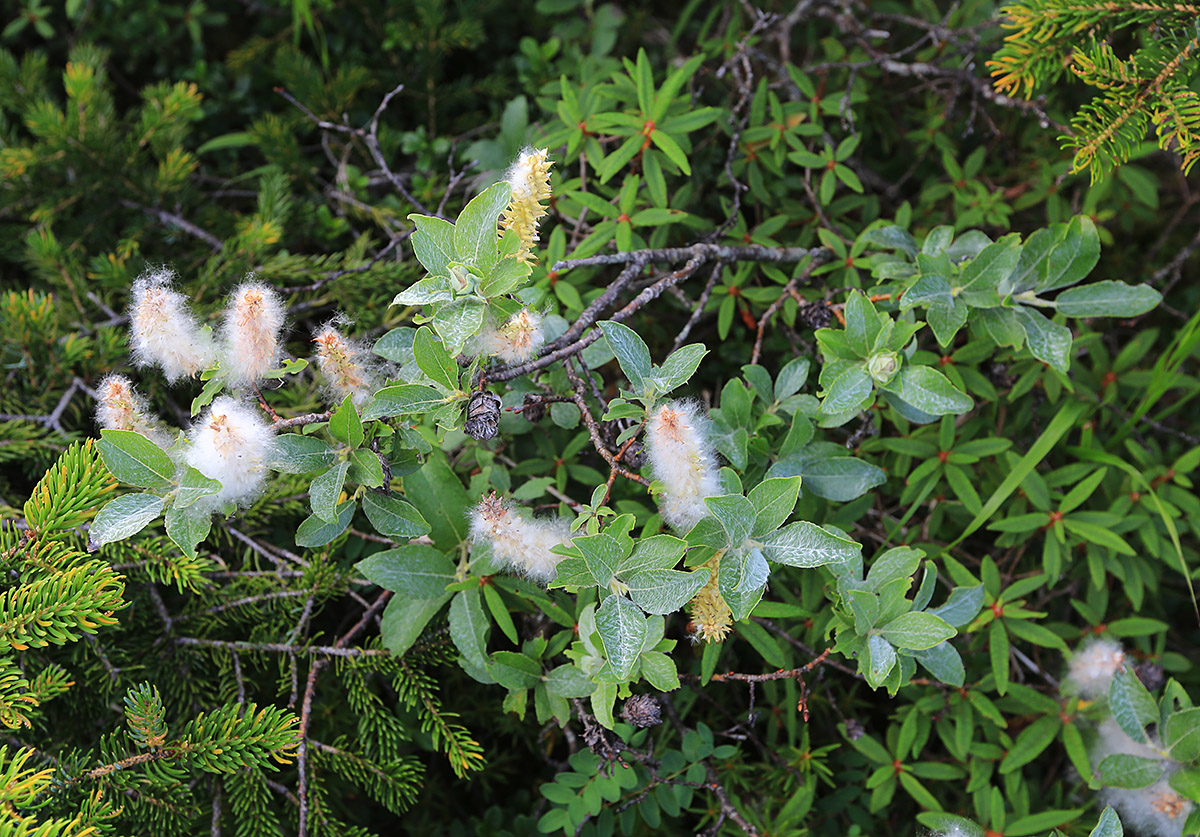 Изображение особи Salix woroschilovii.