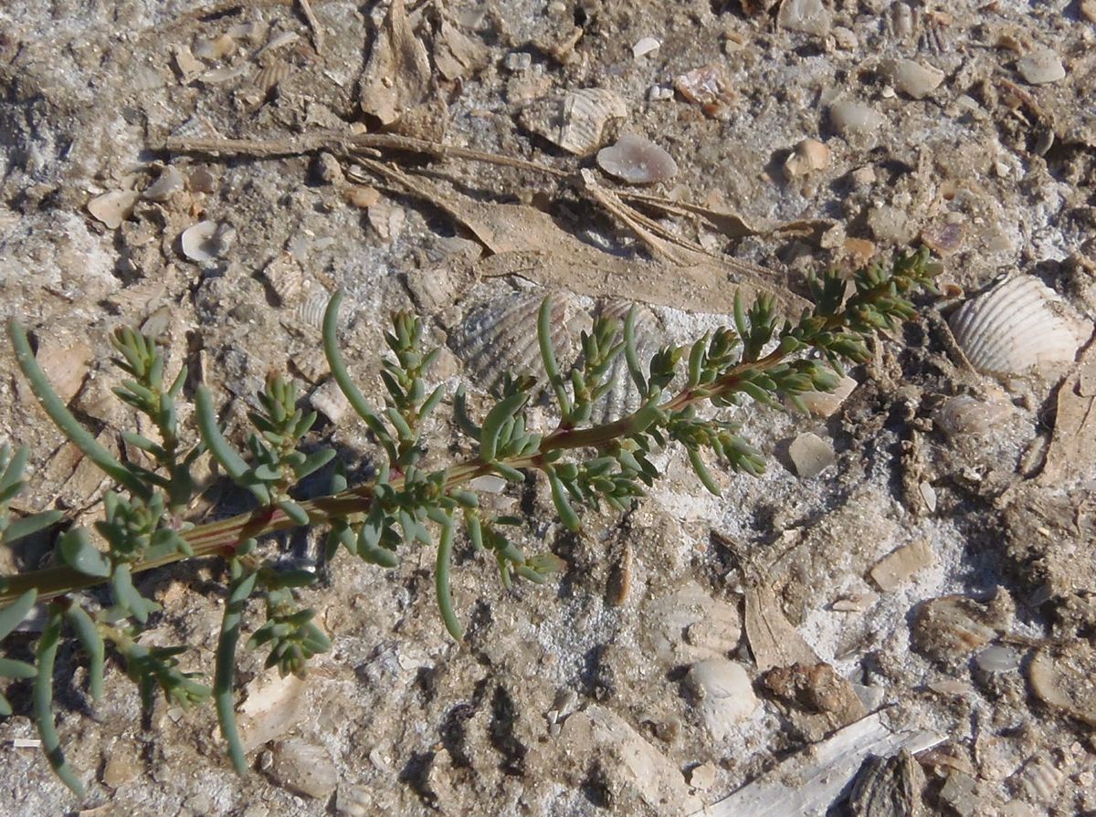 Image of genus Suaeda specimen.