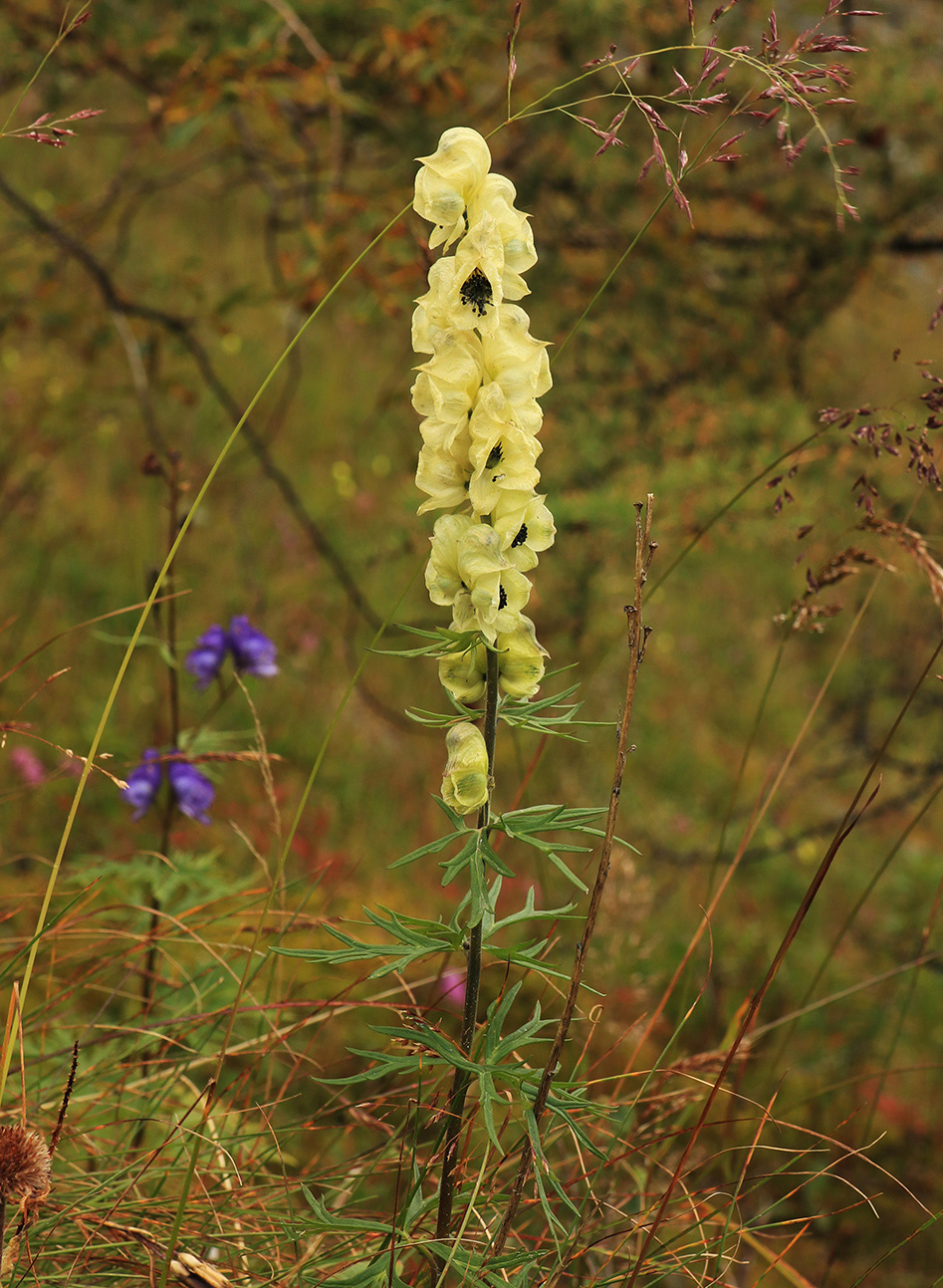 Изображение особи Aconitum anthoroideum.