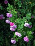 genus Rosa. Верхушка ветви с цветками и бутонами. Московская обл., гор. округ Мытищи, окр. дер. Сорокино, в культуре. 29.06.2020.