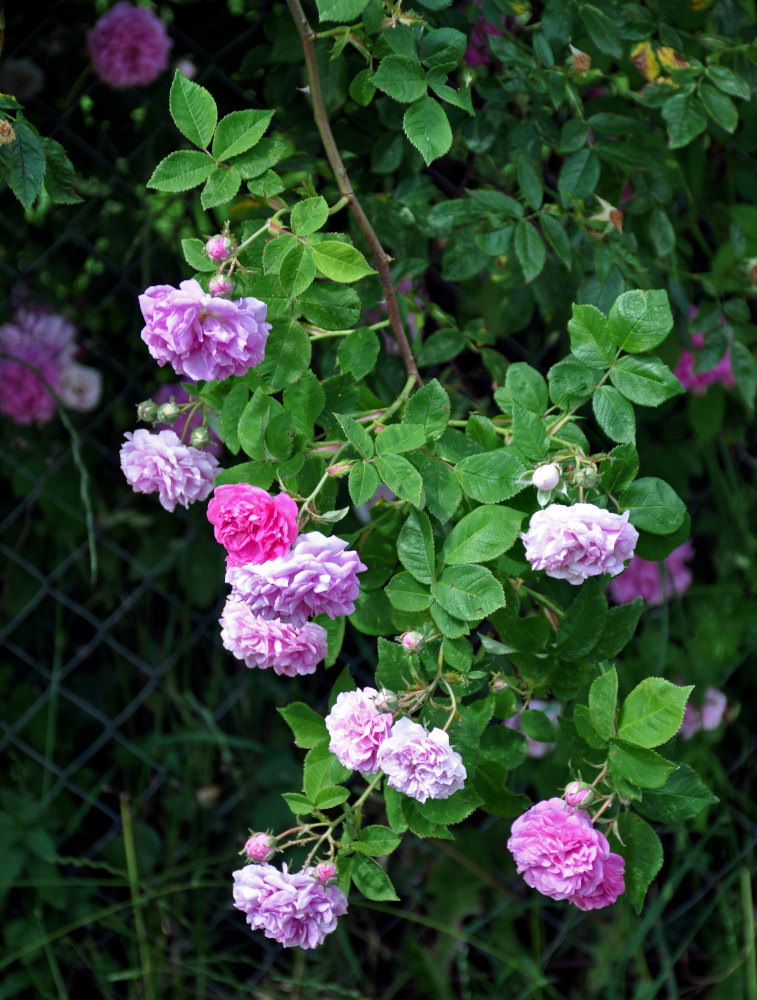 Image of genus Rosa specimen.