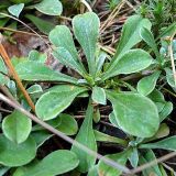 Antennaria dioica