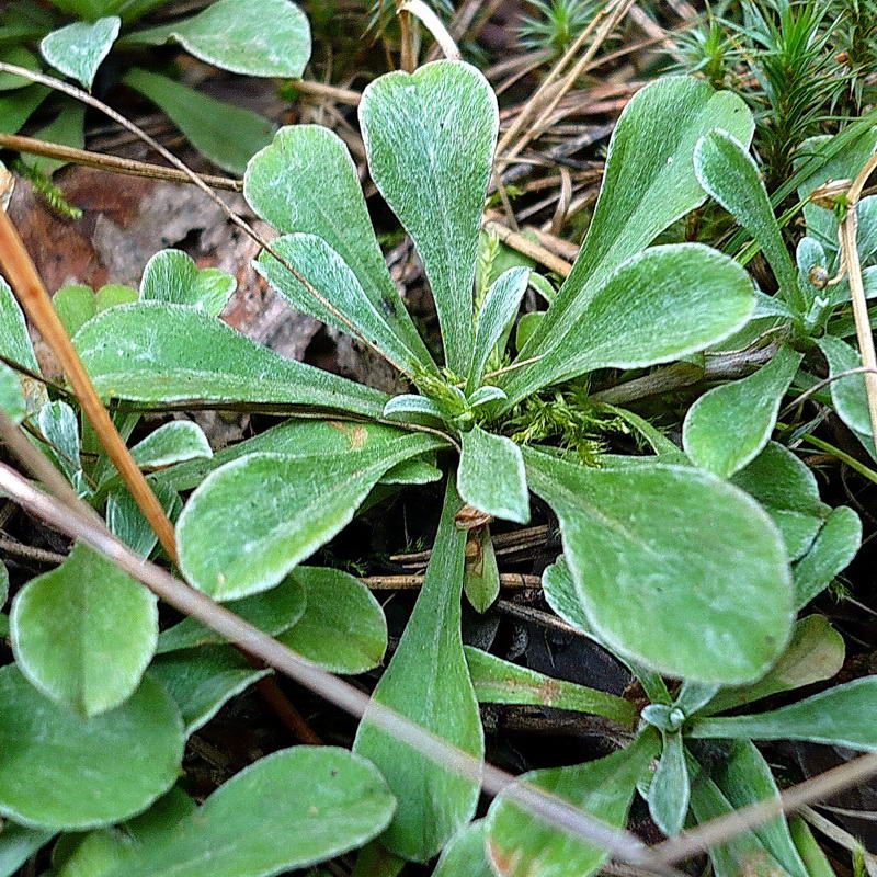 Изображение особи Antennaria dioica.