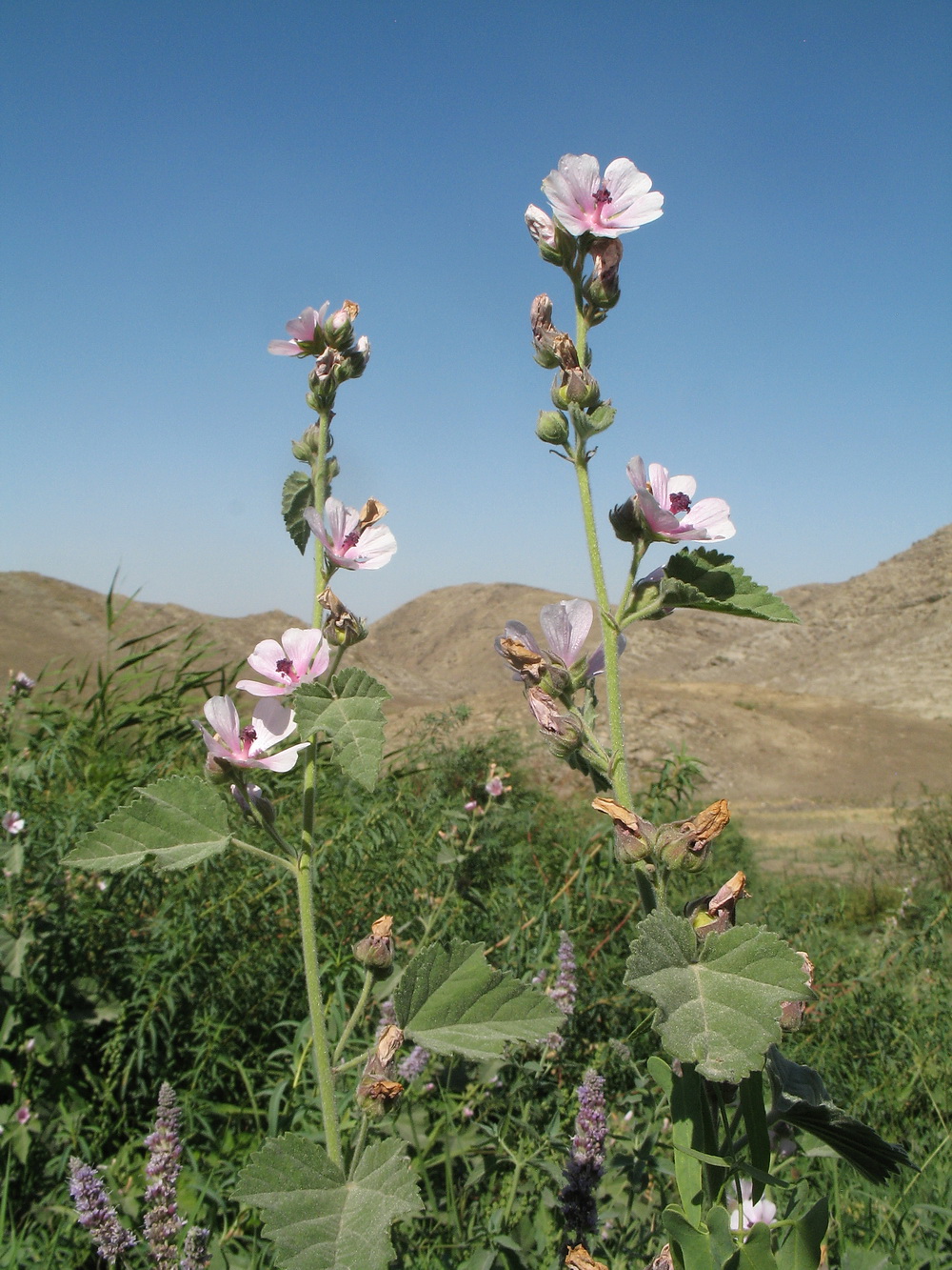 Image of Althaea broussonetiifolia specimen.