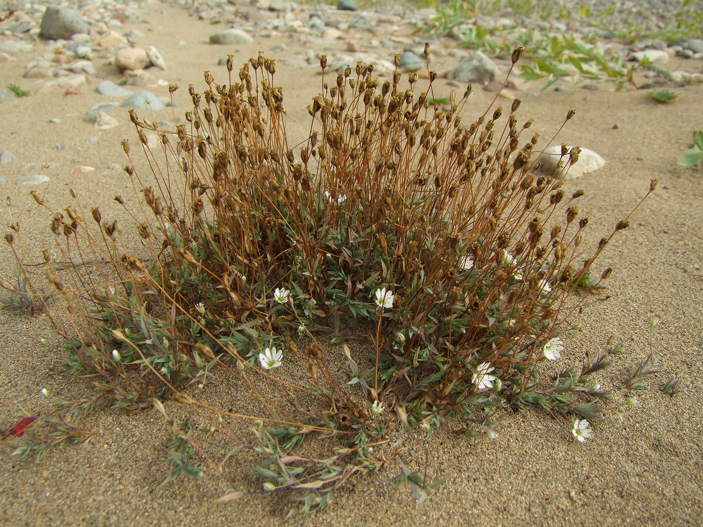 Image of Stellaria fischeriana specimen.