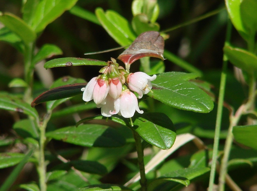 Изображение особи Vaccinium vitis-idaea.