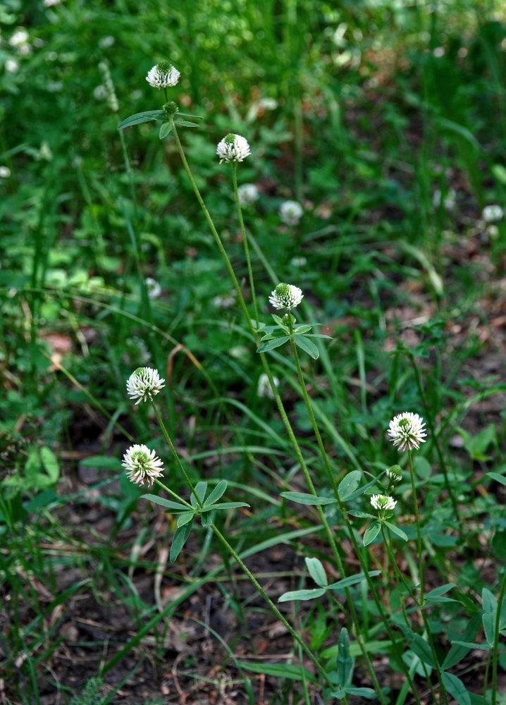 Image of Trifolium montanum specimen.